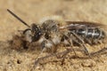 A male of the sandpitt mining bee, Andrena barbilabris on the ground Royalty Free Stock Photo