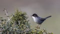 Male Sardinian Warbler on Busherry Royalty Free Stock Photo