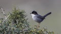Male Sardinian Warbler on Bushes Royalty Free Stock Photo