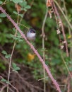 Male Sardinian Warbler perched on thistles. Royalty Free Stock Photo