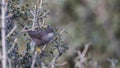 Male Sardinian Warbler on Shrubs Royalty Free Stock Photo