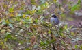 Male Sardinian Warbler Royalty Free Stock Photo