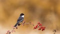 Male Sardinian Warbler Royalty Free Stock Photo