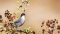 Male Sardinian Warbler Royalty Free Stock Photo