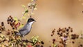 Male Sardinian Warbler Royalty Free Stock Photo