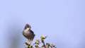 Male Sardinian Warbler Royalty Free Stock Photo