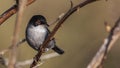 Male Sardinian Warbler on Thorny Stem