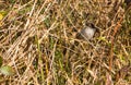 Male Sardinian Warbler in the thicket Royalty Free Stock Photo