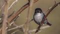 Male Sardinian Warbler on Thin Stem Royalty Free Stock Photo