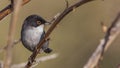 Male Sardinian Warbler on Thin Stem