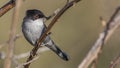 Male Sardinian Warbler on Thorny Plant