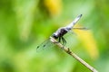 A male scarce chaser dragonfly Libellula fulva perched on a stem