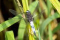 A male Scarce Chaser dragonfly.