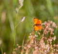 Male scarce copper butterfly Lycaena virgaureae on daisy leucanthemum blossom in mountain meadow of Pfossental Naturpark Texe