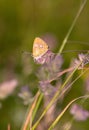 Male scarce copper butterfly Lycaena virgaureae on daisy leucanthemum blossom in mountain meadow of Pfossental