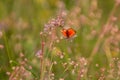 Male scarce copper butterfly Lycaena virgaureae on daisy leucanthemum blossom in mountain meadow of Pfossental Naturpark Texe