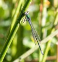 Male Scarce Emerald Damselfly