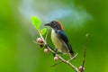 Male Scarlet-backed Flowerpecker