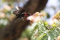 Male Scarlet-chested Sunbirds that hovers over the flower and dr
