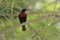 Male Scarlet-chested Sunbirds who sits in the shade on a branch