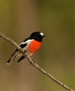 Male Scarlet Robin in the bush