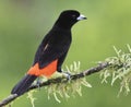 Male Scarlet-rumped Tanager (Ramphocelus passerinii)