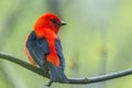 Male Scarlet Tanager in breeding plumage.Magee Marsh Wildlife Area.Ohio.USA