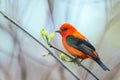 Male Scarlet Tanager in breeding plumage.Oak Harbor.Magee Marsh Wildlife Area.Ohio.USA Royalty Free Stock Photo