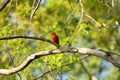 Male Scarlet Tanager