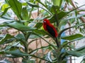 Male Scarlet Tanagers with brilliant red plumage. London zoo.