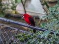 Male Scarlet Tanagers with brilliant red plumage. London zoo.