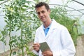 Male Scientist In Greenhouse Researching Tomato Crop