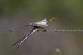 Male Scissor-tailed Flycatcher Eating a Locust