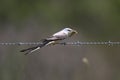 Male Scissor-tailed Flycatcher Eating a Locust