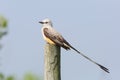 Male Scissor-tailed Flycatcher perched on fence post - Texas Royalty Free Stock Photo