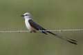 Male Scissor-tailed Flycatcher Perched on Fence Wire - Texas