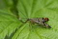 A male Scorpion Fly, Panorpa communis, perched on a leaf in a woodland glade in the UK.