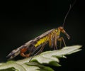 Male scorpion fly Panorpa meridionalis mecoptera posing