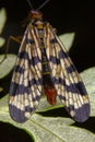 Male scorpion fly Panorpa meridionalis mecoptera posing