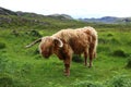 A male Scottish highland cattle with large horns Royalty Free Stock Photo