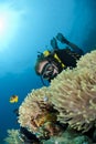 Male scuba diver observing a sea anemone.