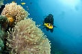 Male scuba diver observing a sea anemone.