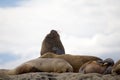 Male sea lions on the rock in the Valdes Peninsula, Atlantic Ocean, Argentina Royalty Free Stock Photo