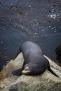 Male Sea Lion Sleeping on Rock with Kelp Forest Behind Royalty Free Stock Photo