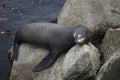 Male Sea Lion Sleeping on Rocks in Monterey California Royalty Free Stock Photo