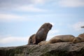 Male sea lions on the rock in the Valdes Peninsula, Atlantic Ocean, Argentina Royalty Free Stock Photo