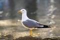 Single seagull near the sea Royalty Free Stock Photo