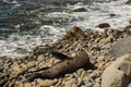 Male seal basking on rocks Royalty Free Stock Photo