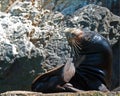 Male Seal basking in the sun and scratching himself in Cabo San Lucas Lands End (Los Arcos) Mexico