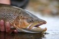 Male Searun Browntrout Closeup